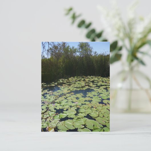 Outback Lily Pads Briefkaart (Staand voorkant)