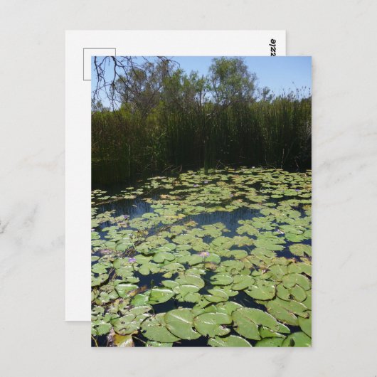 Outback Lily Pads Briefkaart (Voorkant / Achterkant)