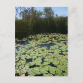 Outback Lily Pads Briefkaart (Voorkant)