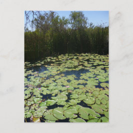 Outback Lily Pads Briefkaart