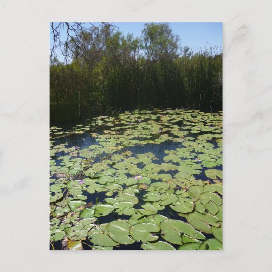 Outback Lily Pads Briefkaart (Voorkant)