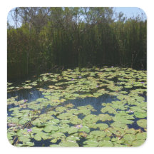 Outback Lily Pads Sticker