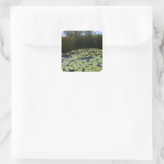 Outback Lily Pads Sticker (Tas)