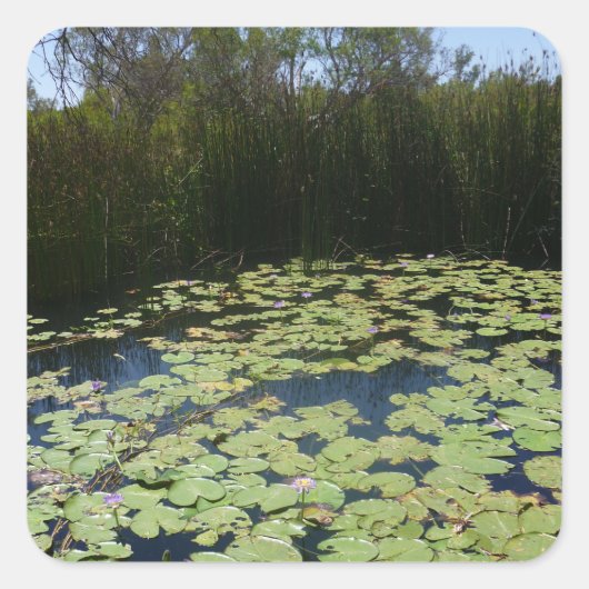 Outback Lily Pads Sticker (Voorkant)