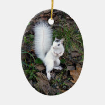 Ovale sierbloem - Brevard White Squirrel