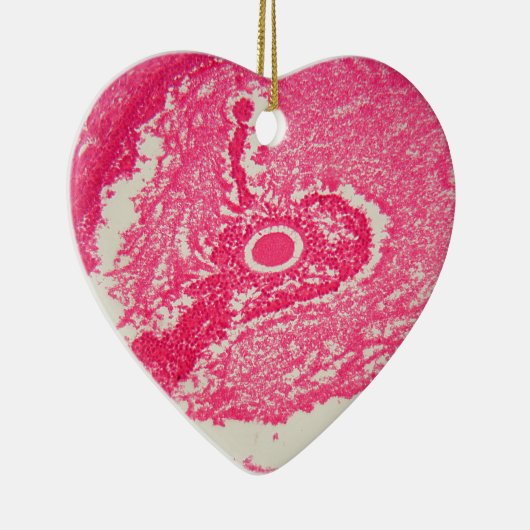 Ovariumcellen onder de microscoop. keramisch ornament (Rechts)