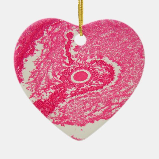 Ovariumcellen onder de microscoop. keramisch ornament (Voorkant)