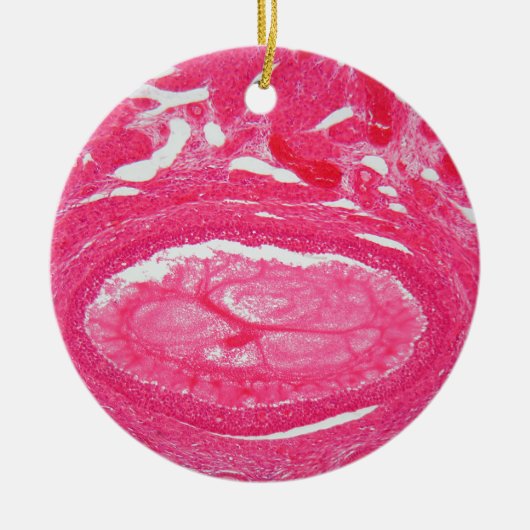 Ovariumcellen onder de microscoop. keramisch ornament (Voorkant)