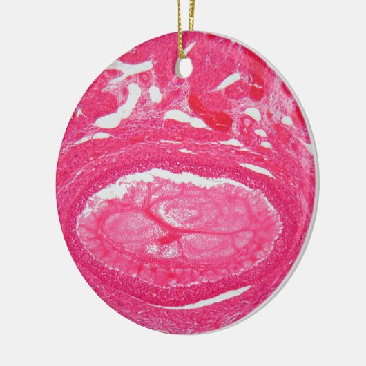 Ovariumcellen onder de microscoop. keramisch ornament (Links)