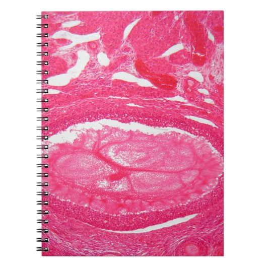Ovariumcellen onder de microscoop. notitieboek (Voorkant)