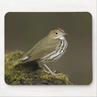 Ovenbird Mousepad Muismat