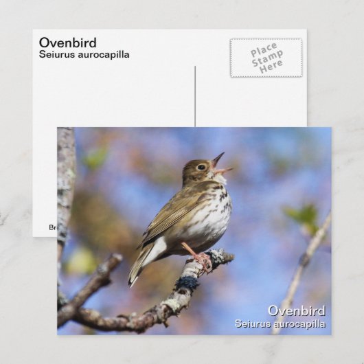 Ovenvogel Briefkaart (Voorkant / Achterkant)