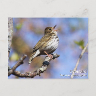 Ovenvogel Briefkaart