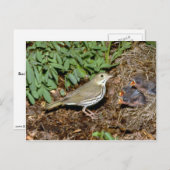Ovenvogel met jonge briefkaart (Voorkant / Achterkant)