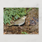 Ovenvogel met jonge briefkaart (Voorkant)