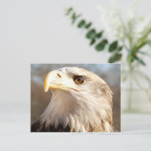 Over Bald Eagle Briefkaart (Staand voorkant)