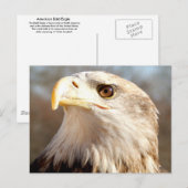 Over Bald Eagle Briefkaart (Voorkant / Achterkant)