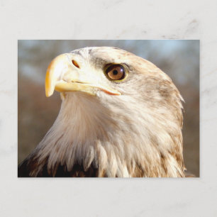 Over Bald Eagle Briefkaart