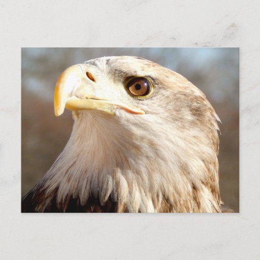 Over Bald Eagle Briefkaart (Voorkant)