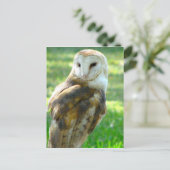 Over Barn Owl Briefkaart (Staand voorkant)