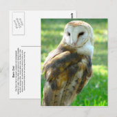 Over Barn Owl Briefkaart (Voorkant / Achterkant)