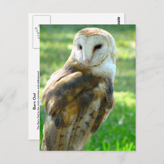 Over Barn Owl Briefkaart (Voorkant / Achterkant)