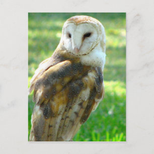 Over Barn Owl Briefkaart