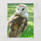 Over Barn Owl Briefkaart (Voorkant)