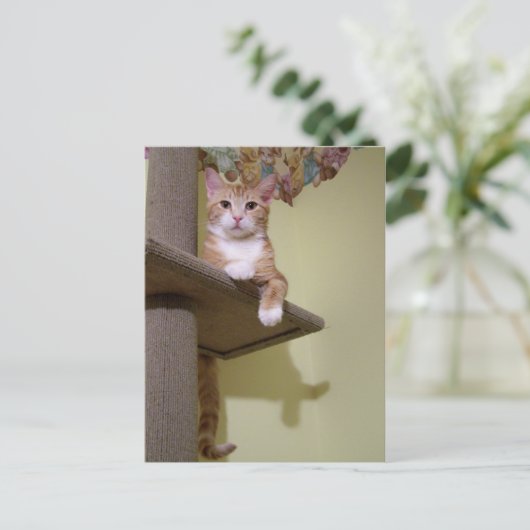 over kattenboom briefkaart (Staand voorkant)