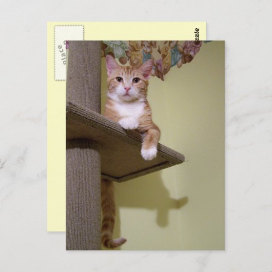 over kattenboom briefkaart (Voorkant / Achterkant)