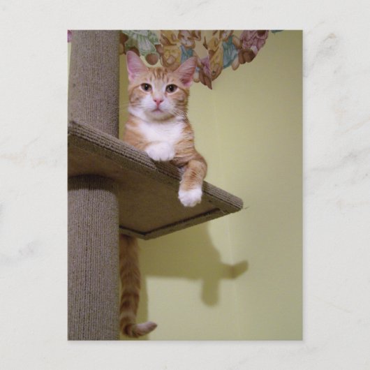 over kattenboom briefkaart (Voorkant)