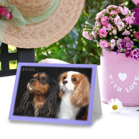 Over Moederdag twee Cavalier King Charles Spaniel Kaart
