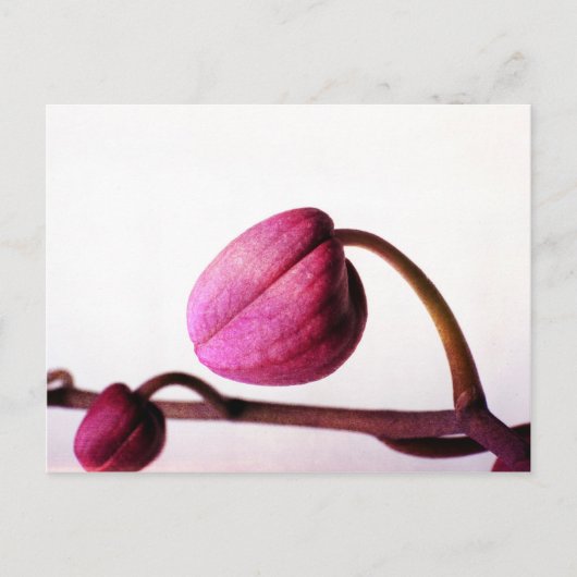 Over naar Bloom Briefkaart (Voorkant)