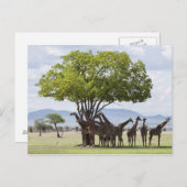 over safari in het Nationaal Park Mikumi in Tanzan Briefkaart (Voorkant / Achterkant)