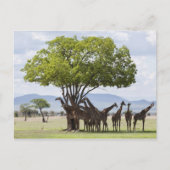 over safari in het Nationaal Park Mikumi in Tanzan Briefkaart (Voorkant)