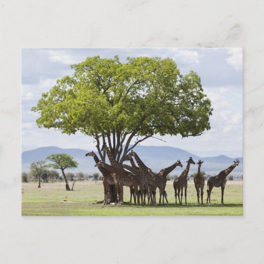 over safari in het Nationaal Park Mikumi in Tanzan Briefkaart (Voorkant)