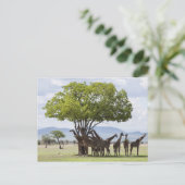 over safari in het Nationaal Park Mikumi in Tanzan Briefkaart (Staand voorkant)