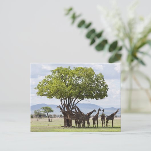 over safari in het Nationaal Park Mikumi in Tanzan Briefkaart (Staand voorkant)