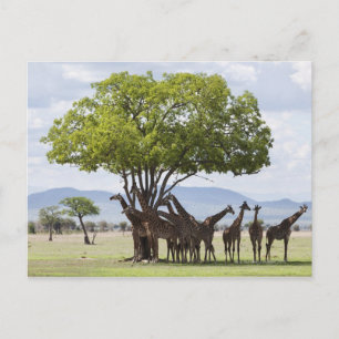 over safari in het Nationaal Park Mikumi in Tanzan Briefkaart