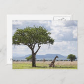 over safari in het Nationaal Park Mikumi in Tanzan Briefkaart (Voorkant / Achterkant)