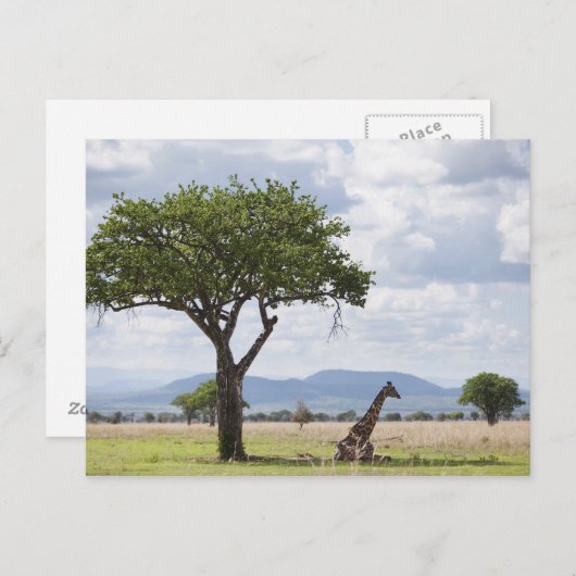 over safari in het Nationaal Park Mikumi in Tanzan Briefkaart (Voorkant / Achterkant)