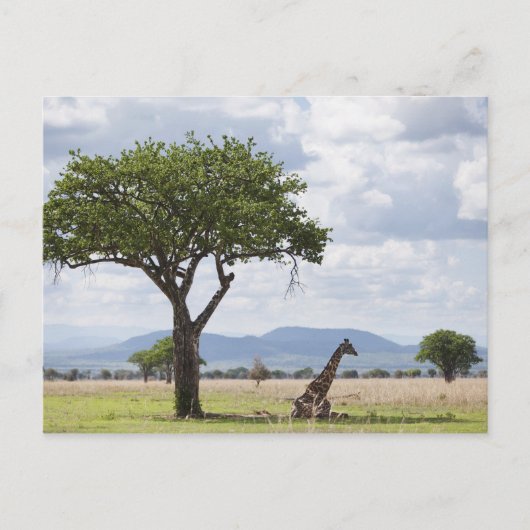 over safari in het Nationaal Park Mikumi in Tanzan Briefkaart (Voorkant)