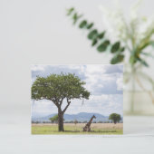 over safari in het Nationaal Park Mikumi in Tanzan Briefkaart (Staand voorkant)