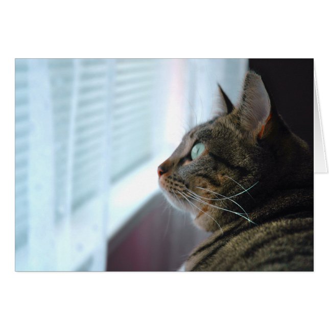 Overal waar het Kat naar buiten toe kijkt (Voorkant Horizontaal)