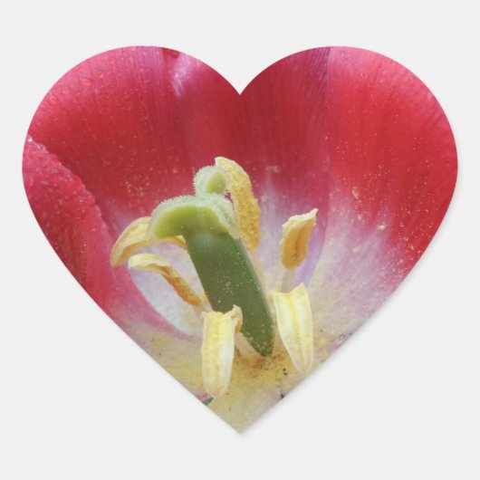 Overbloed Tulip Flower Heart Sticker (Voorkant)