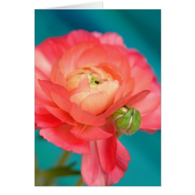 overdadig met bud (Voorkant)