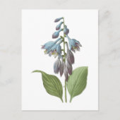 overdag (Hemerocallis caerulea) door Redouté Briefkaart (Voorkant)