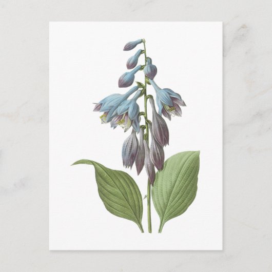overdag (Hemerocallis caerulea) door Redouté Briefkaart (Voorkant)