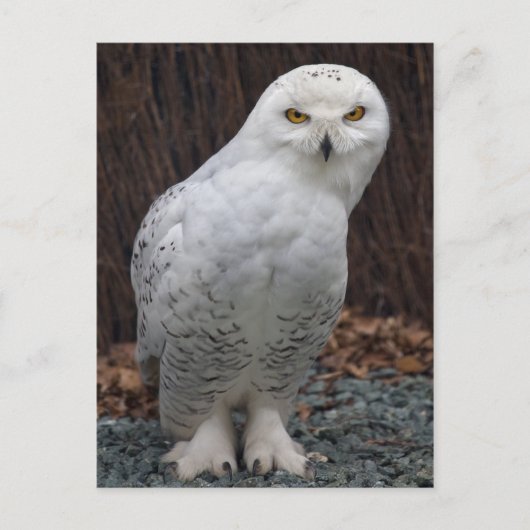 Overeenkomend Briefkaart met schuifregelaars (Voorkant)