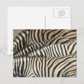 Overhead uitzicht van de Zebra van Burchell Briefkaart (Voorkant / Achterkant)